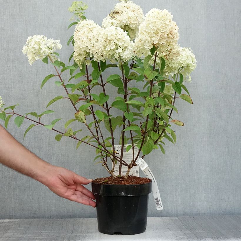 Ejemplar de Hortensia paniculata Bobo - Hydrangea paniculata Maceta 3L/4L entregado en verano