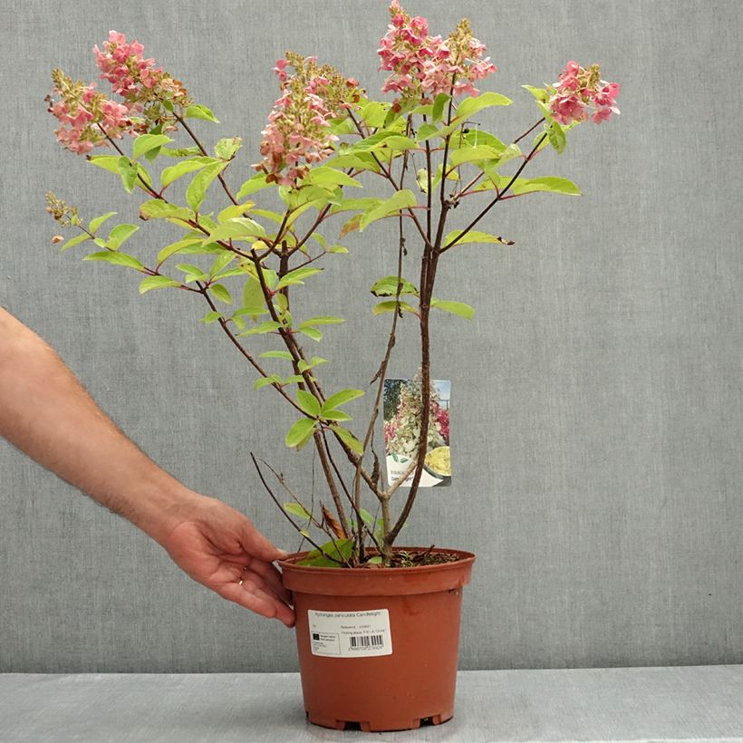 Ejemplar de Hydrangea paniculata Candlelight® - Hortensia en pánico Maceta 3L/4L entregado en verano