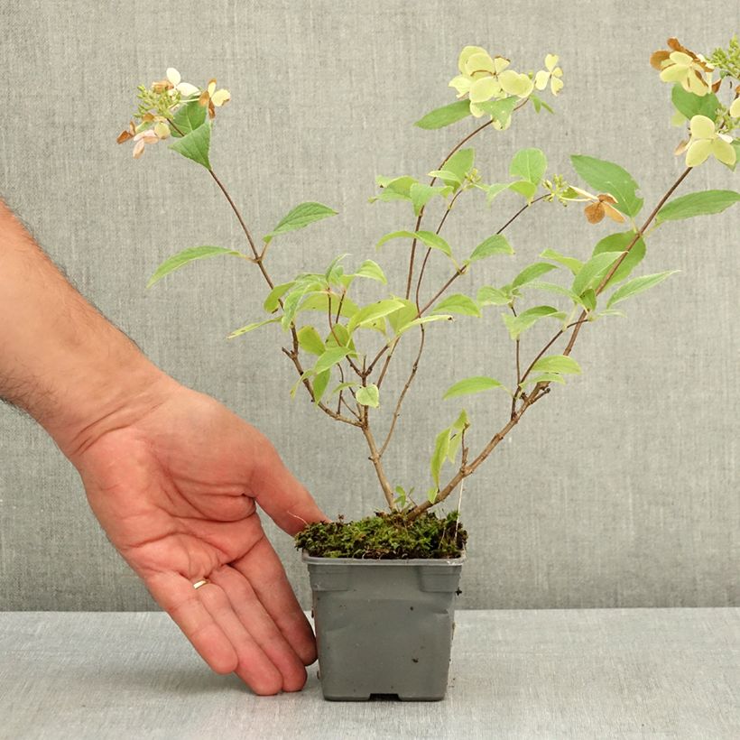 Ejemplar de Hortensia paniculata Confetti - Hydrangea Maceta de 8/9 cm entregado en verano