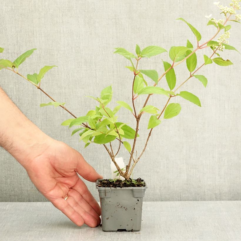 Hydrangea paniculata Confetti - Hortensia paniculé Godet de 8/9 cm Ejemplar entregado en la primavera