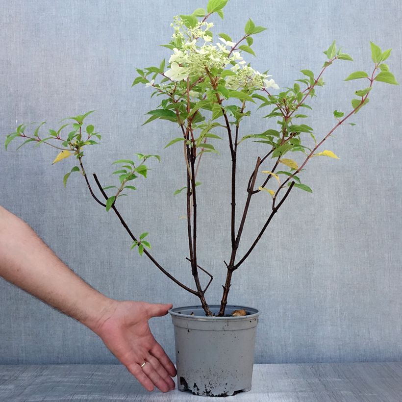 Ejemplar de Hortensia paniculata Dentelle De Gorron - Hydrangea paniculata Maceta 3L/4L entregado en verano