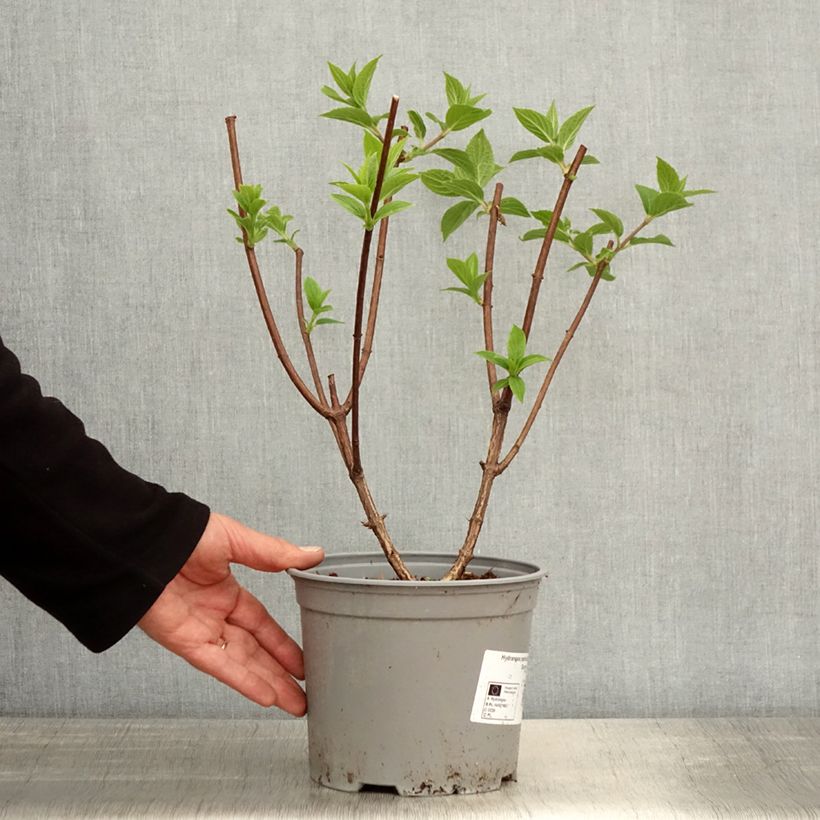 Hortensia paniculata Dentelle De Gorron - Hydrangea paniculata Maceta 3L/4L Ejemplar entregado en la primavera