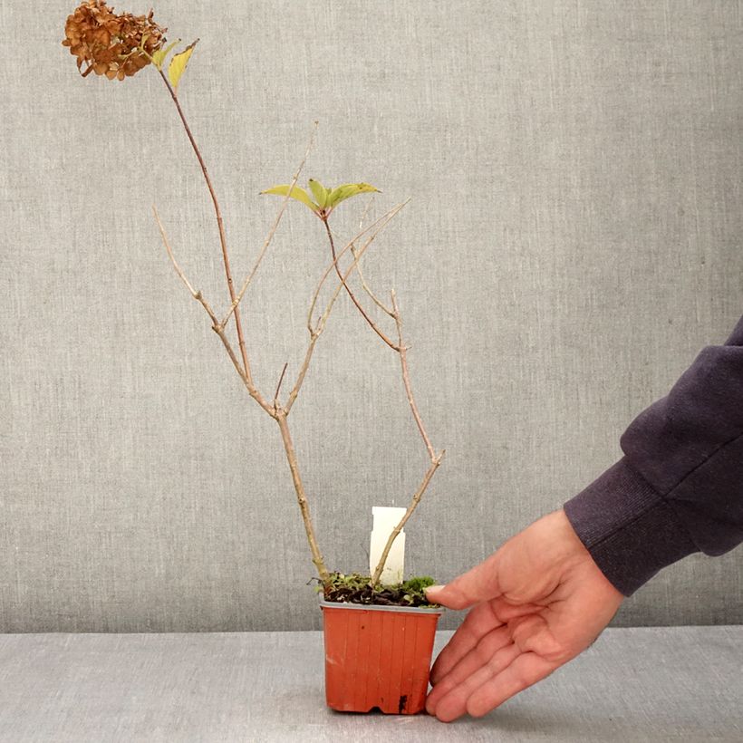 Ejemplar de Hortensia paniculata Dharuma - Hydrangea Maceta de 8/9 cm entregado en otoño