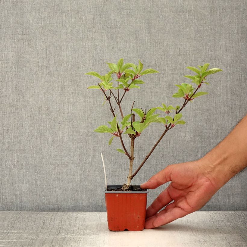 Ejemplar de Hortensia paniculata Dharuma - Hydrangea Maceta de 8/9 cm entregado en verano