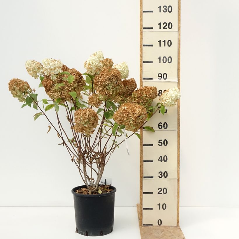 Ejemplar de Hortensia paniculata Diamantino - Hydrangea paniculata Maceta 12L/15L entregado en verano