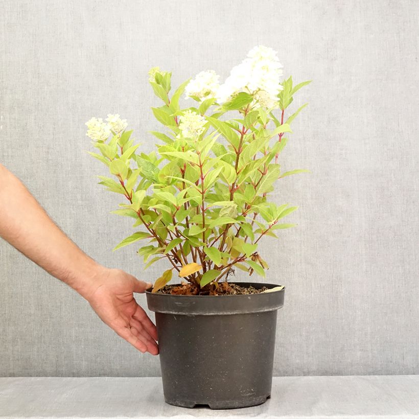 Ejemplar de Hortensia paniculata Fraise Melba - Hydrangea Maceta 7,5L/10L entregado en verano
