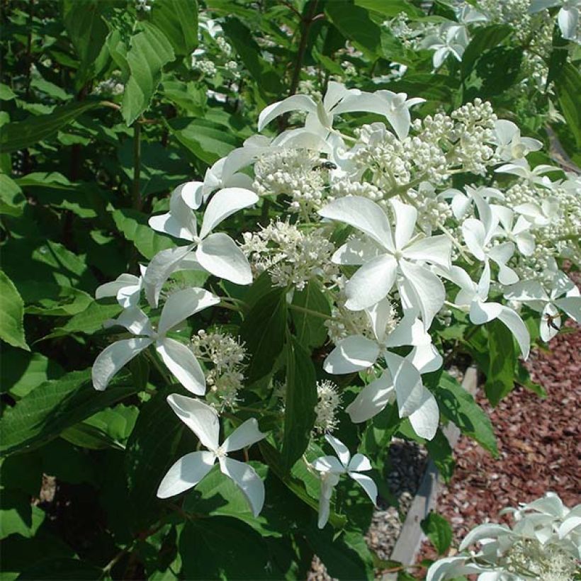 Hortensia paniculata Great Star Le Vasterival - Hydrangea (Floración)