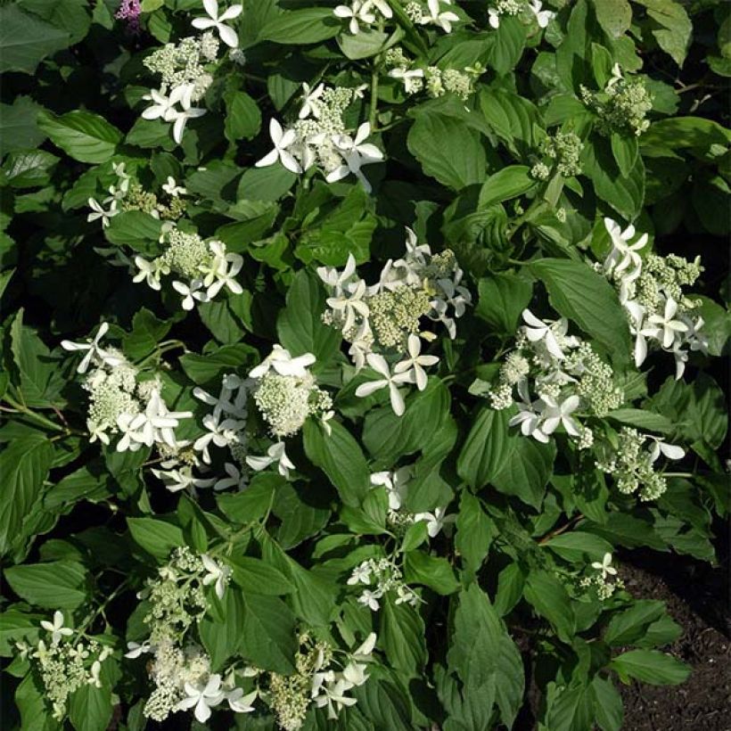Hortensia paniculata Great Star Le Vasterival - Hydrangea (Porte)