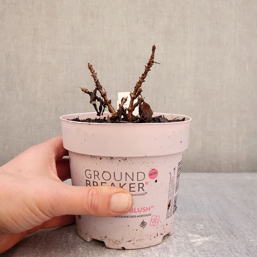 Hortensia paniculata Groundbreaker - Hydrangea paniculata Maceta 1L/1,5L Ejemplar entregado en invierno