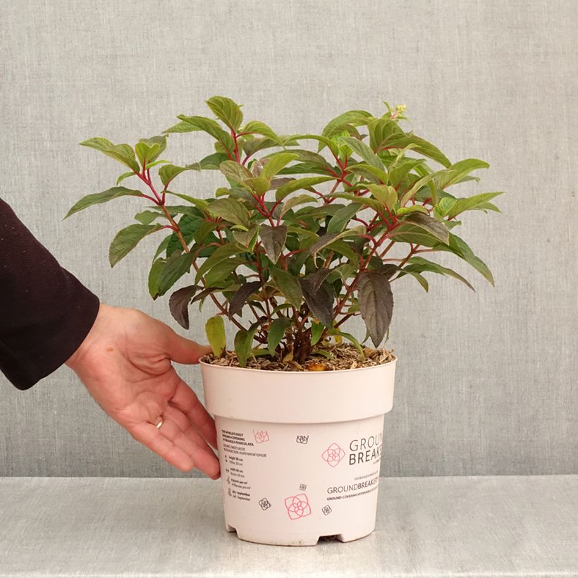 Ejemplar de Hortensia paniculata Groundbreaker - Hydrangea paniculata Maceta 3L/4L entregado en otoño
