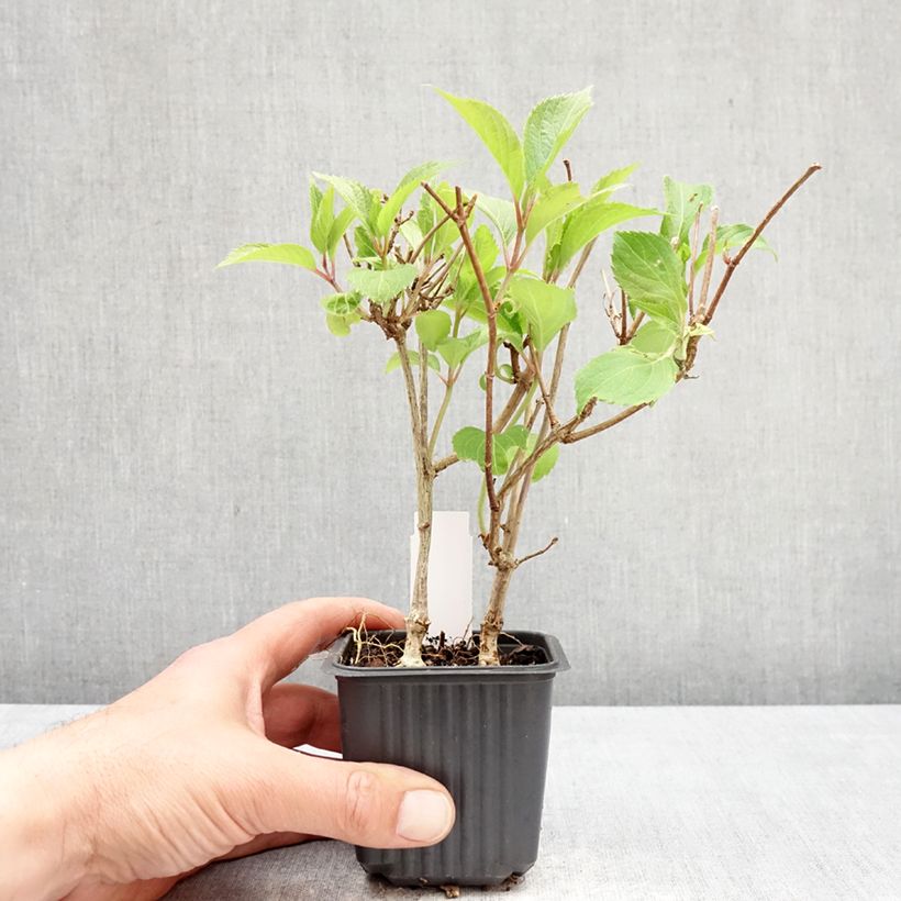 Hortensia paniculata Levana - Hydrangea paniculata Maceta de 8/9 cm Ejemplar entregado en la primavera