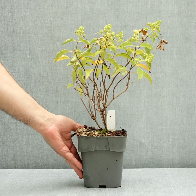 Ejemplar de Hortensia paniculata Levana - Hydrangea paniculata Maceta 2L/3L entregado en otoño