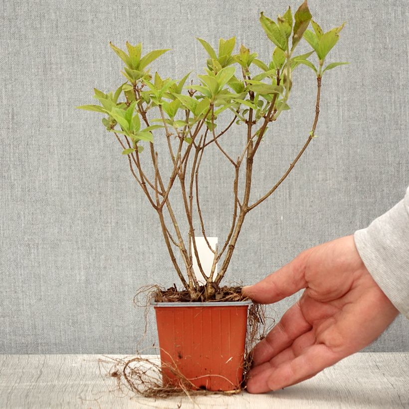 Hortensia paniculata Limelight - Hydrangea paniculata Maceta de 8/9 cm Ejemplar entregado en la primavera