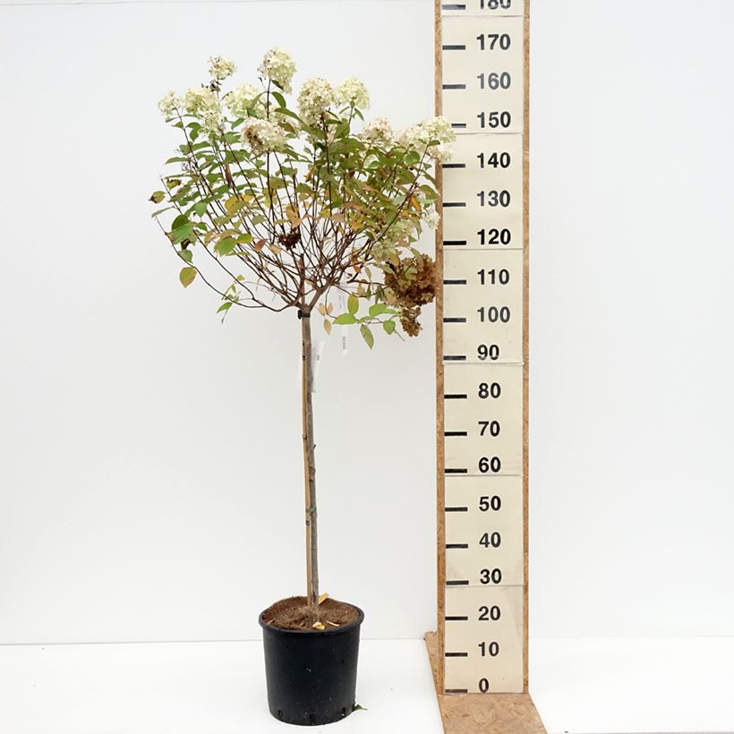 Ejemplar de Hortensia paniculata Limelight - Hydrangea paniculata Maceta 12L/15L entregado en otoño