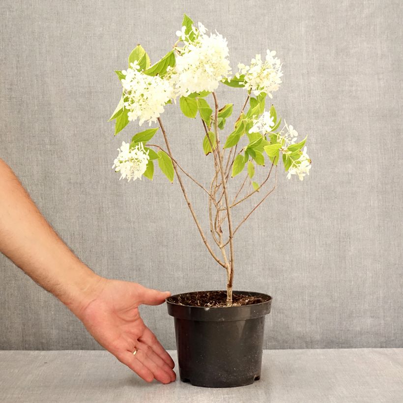 Ejemplar de Hortensia paniculata Limelight - Hydrangea paniculata Maceta 3L/4L entregado en verano