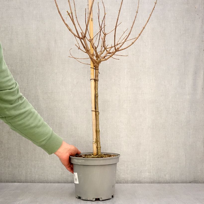 Hortensia paniculata Limelight - Hydrangea paniculata Maceta 3L/4L, Tallo Ejemplar entregado en la primavera