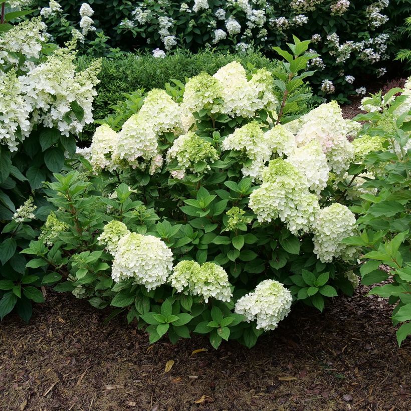 Hortensia paniculata Little Lime Punch - Hydrangea paniculata (Porte)