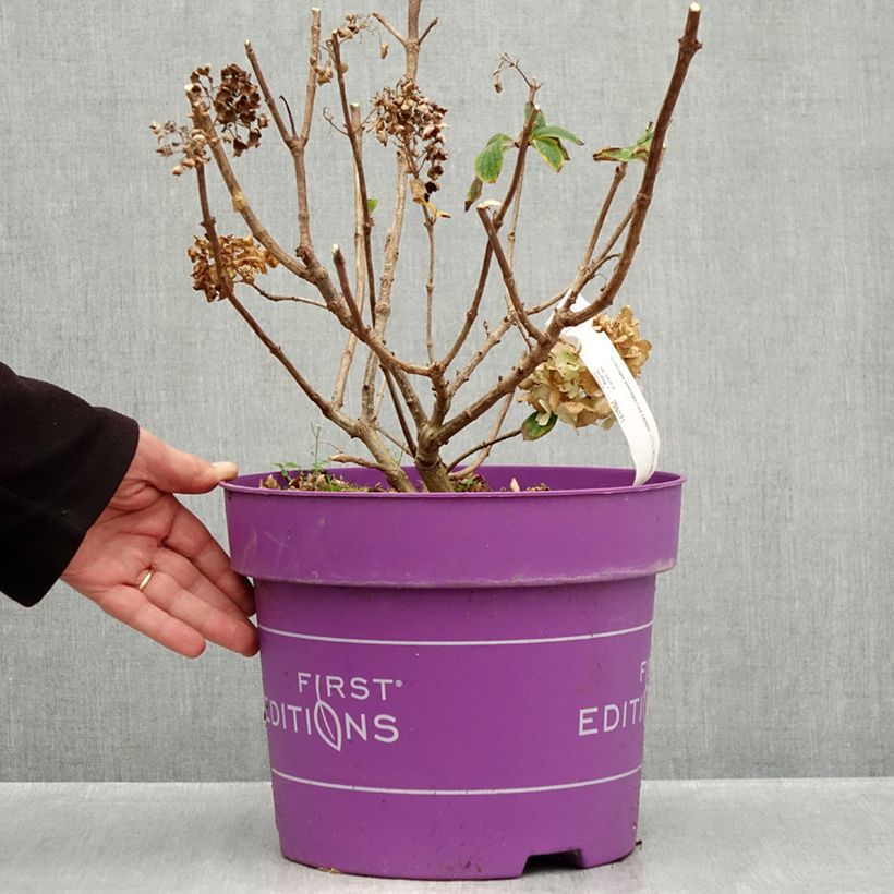 Ejemplar de Hortensia paniculata Little Hottie - Hydrangea paniculata Maceta 7,5L/10L entregado en otoño