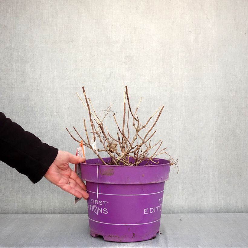 Hortensia paniculata Little Hottie - Hydrangea paniculata Maceta 7,5L/10L Ejemplar entregado en invierno