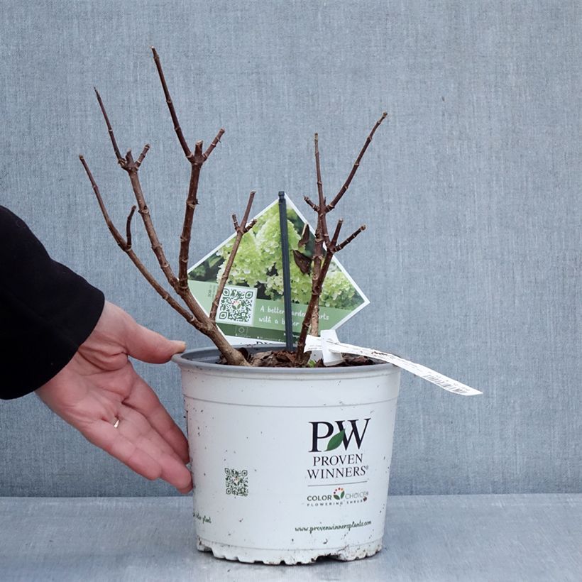 Hortensia paniculata Little Lime Punch - Hydrangea paniculata Maceta 3L/4L Ejemplar entregado en invierno