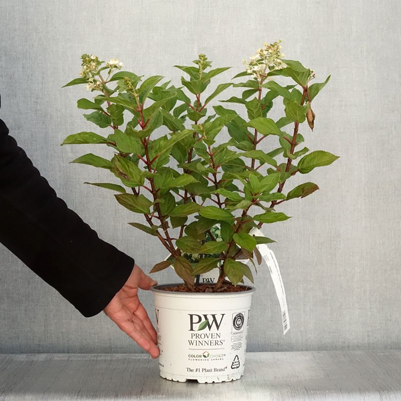 Ejemplar de Hortensia paniculata Little Lime Punch - Hydrangea paniculata Maceta 3L/4L entregado en otoño