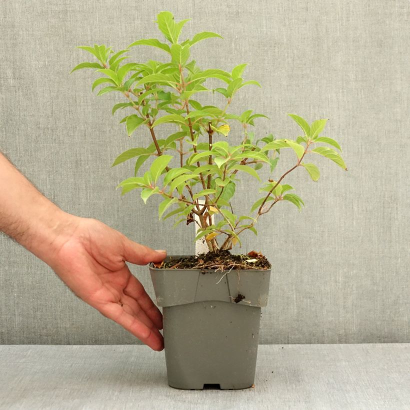 Ejemplar de Hydrangea paniculata Living Pink & Rose - Hortensia en pánico Maceta 2L/3L entregado en verano