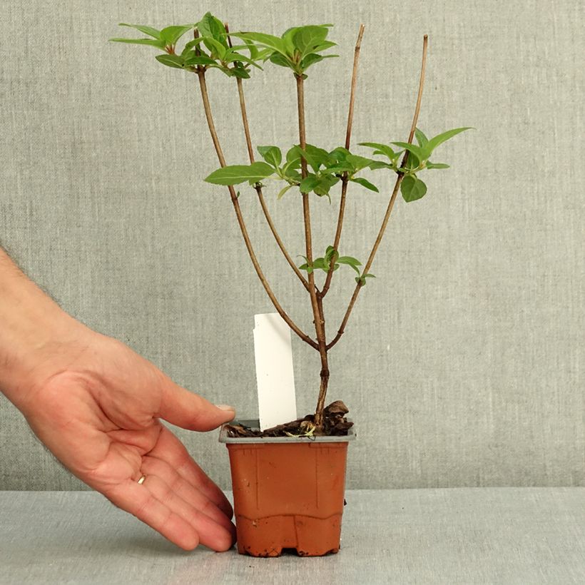 Ejemplar de Hortensia paniculata Living Pinky Promise - Hydrangea paniculata Maceta de 8/9 cm entregado en verano