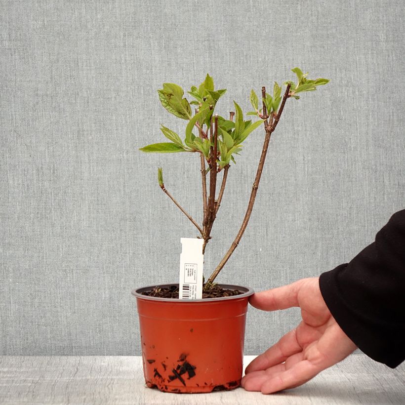 Hortensia paniculata Pinky Winky - Hydrangea paniculata Maceta de 8/9 cm Ejemplar entregado en la primavera