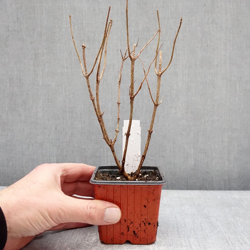 Hydrangea paniculata Pixio - Hortensia paniculé nain Maceta de 12 cm / 13 cm Ejemplar entregado en invierno