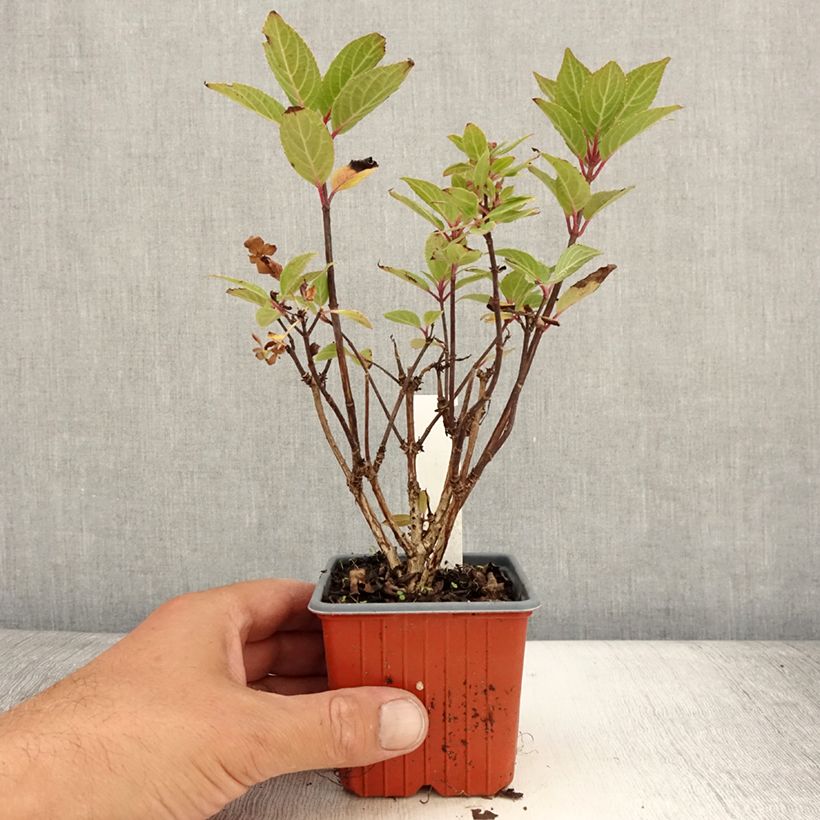 Ejemplar de Hortensia paniculata Switch Ophelia - Hydrangea paniculata Maceta de 8/9 cm entregado en verano