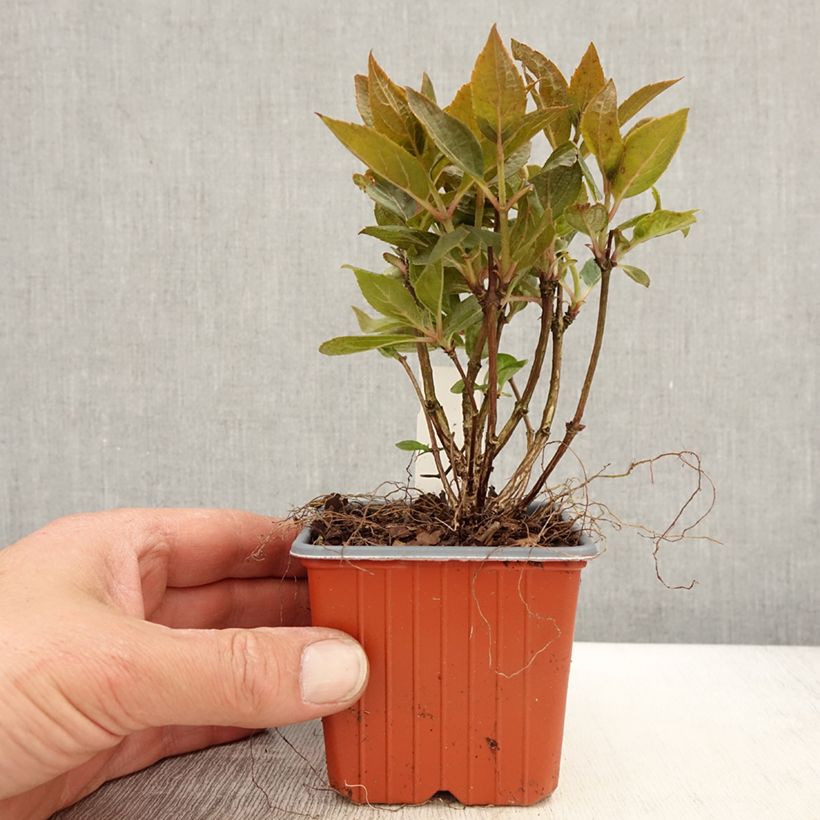 Hortensia paniculata Switch Ophelia - Hydrangea paniculata Maceta de 8/9 cm Ejemplar entregado en la primavera