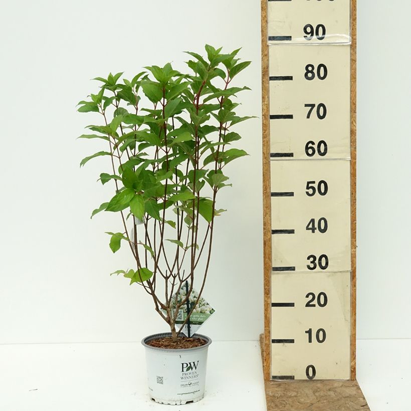 Ejemplar de Hydrangea paniculata Quick Fire Fab - Hortensia en pánico Maceta 3L/4L entregado en verano
