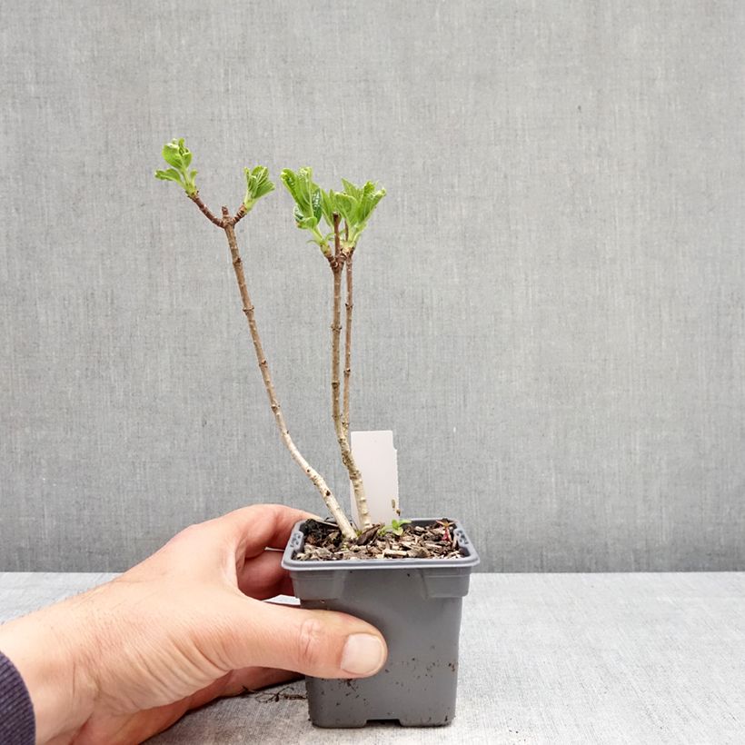 Hortensia paniculata Silver Dollar - Hydrangea paniculata Maceta de 8/9 cm Ejemplar entregado en la primavera