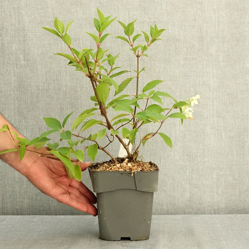 Ejemplar de Hortensia paniculata Skyfall - Hydrangea paniculata Maceta 2L/3L entregado en verano