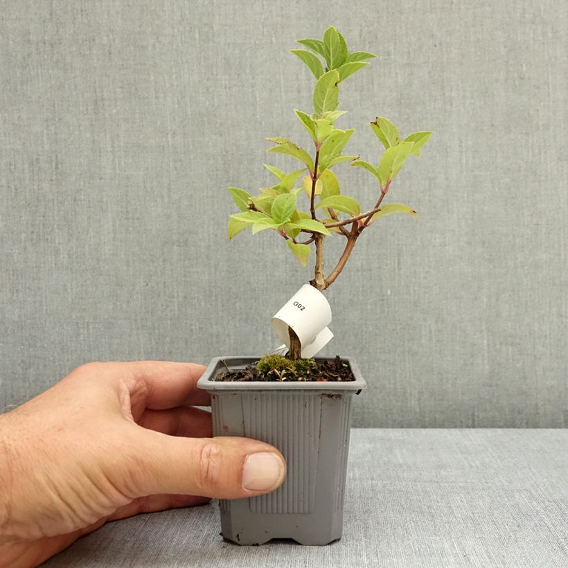 Ejemplar de Hortensia paniculata Sundae Fraise - Hydrangea Maceta de 8/9 cm entregado en verano