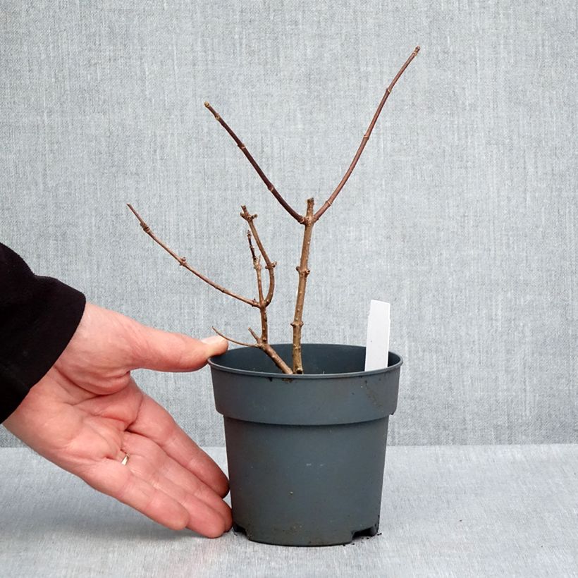 Hortensia paniculata Sundae Fraise - Hydrangea Maceta de 8/9 cm Ejemplar entregado en la primavera