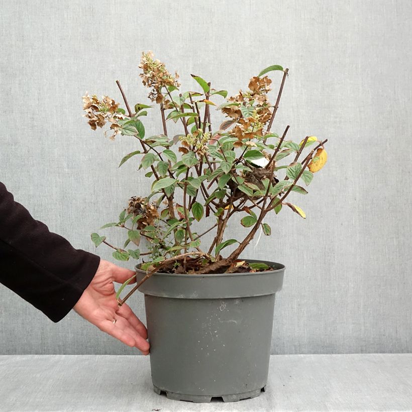 Ejemplar de Hortensia paniculata Sundae Fraise - Hydrangea Maceta 7,5L/10L entregado en otoño