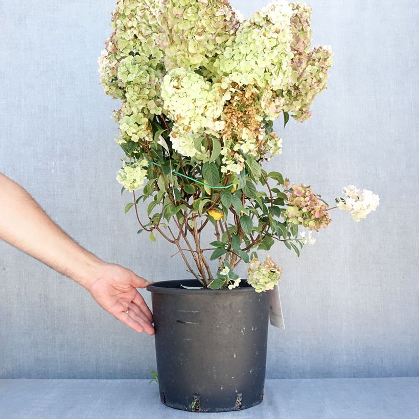 Ejemplar de Hortensia paniculata Sundae Fraise - Hydrangea Maceta 7,5L/10L entregado en verano