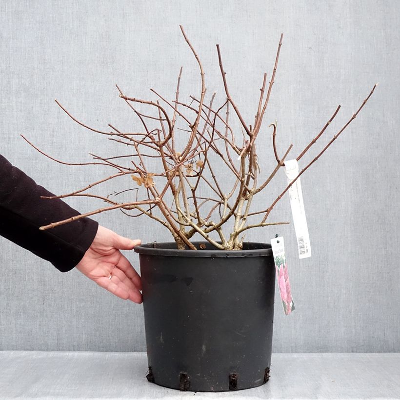 Hortensia paniculata Sundae Fraise - Hydrangea Maceta 7,5L/10L Ejemplar entregado en invierno