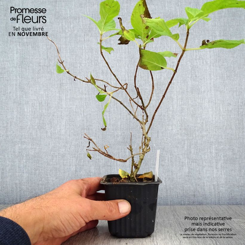 Ejemplar de Hortensia paniculata Sunlight - Hydrangea paniculata Maceta de 8/9 cm entregado en otoño