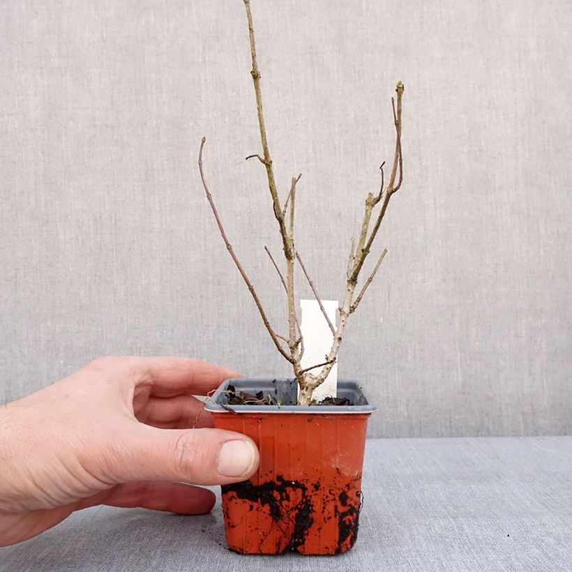 Hortensia paniculata Tickled Pink - Hydrangea paniculata Maceta de 8/9 cm Ejemplar entregado en invierno