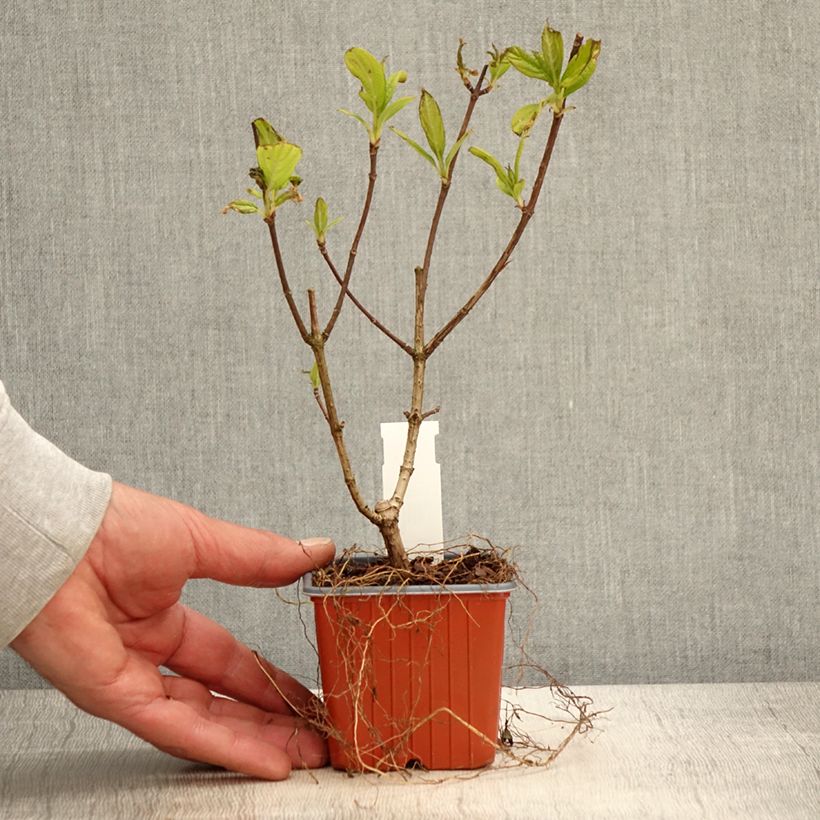 Hortensia paniculata Tickled Pink - Hydrangea paniculata Maceta de 8/9 cm Ejemplar entregado en la primavera