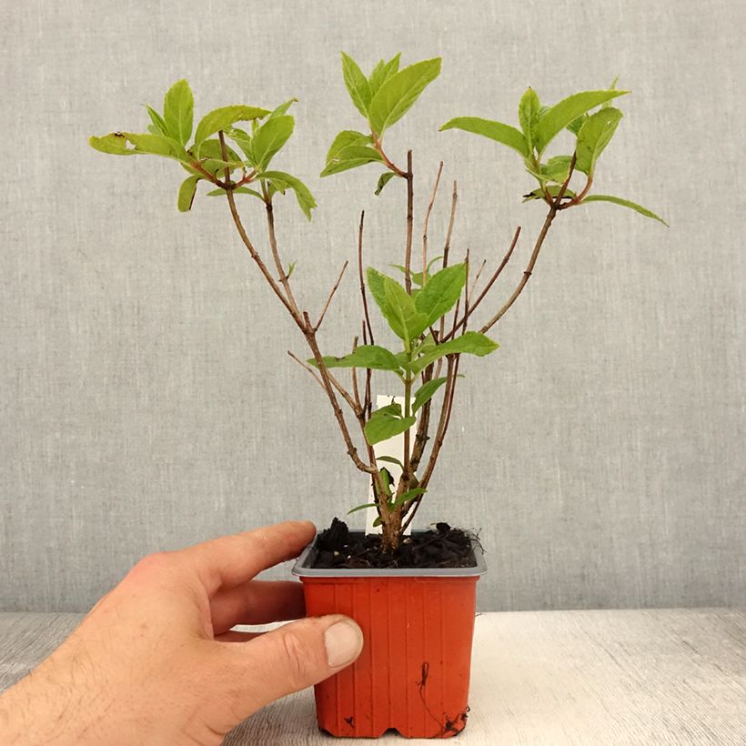 Hortensia paniculata Unique - Hydrangea Maceta de 8/9 cm Ejemplar entregado en la primavera