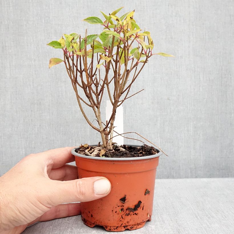 Ejemplar de Hortensia paniculata White Light - Hydrangea paniculata Maceta de 12 cm / 13 cm entregado en otoño