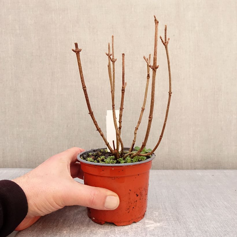 Hortensia paniculata White Light - Hydrangea paniculata Maceta de 12 cm / 13 cm Ejemplar entregado en invierno