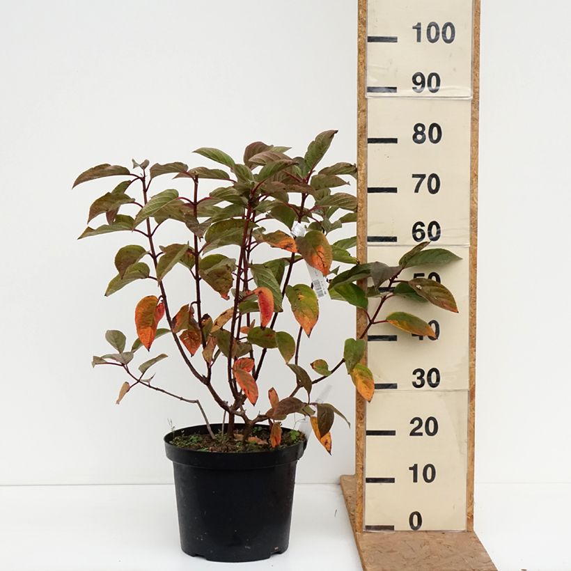 Ejemplar de Hortensia paniculata Wim's Red - Hydrangea paniculata Maceta 7,5L/10L entregado en otoño