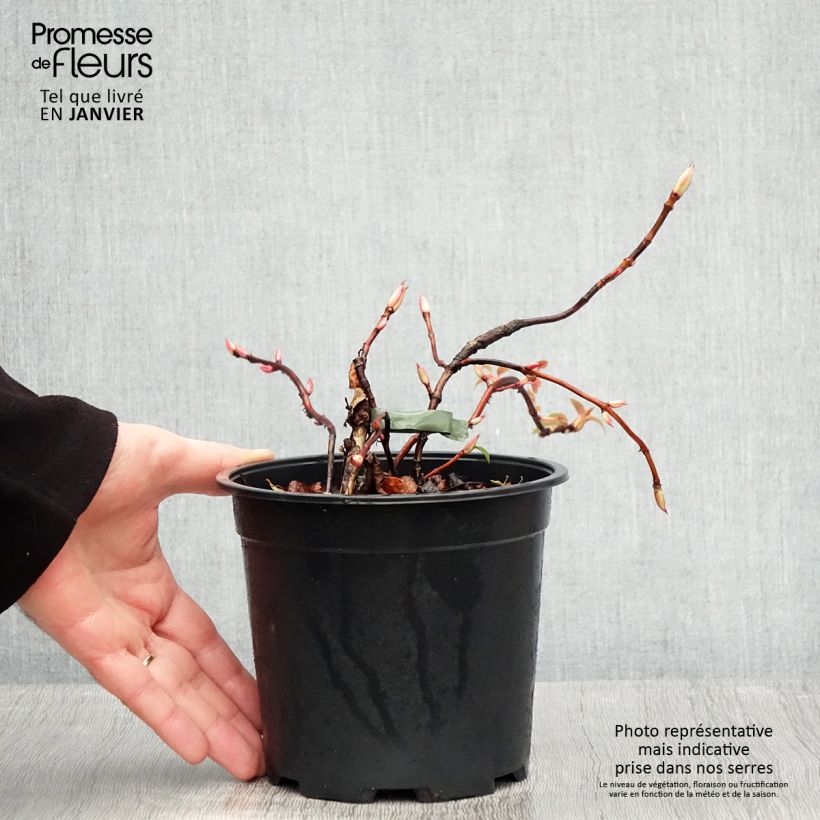 Hortensia anomala var. petiolaris Flying Saucer - Hortensia trepadora Maceta 2L/3L Ejemplar entregado en invierno