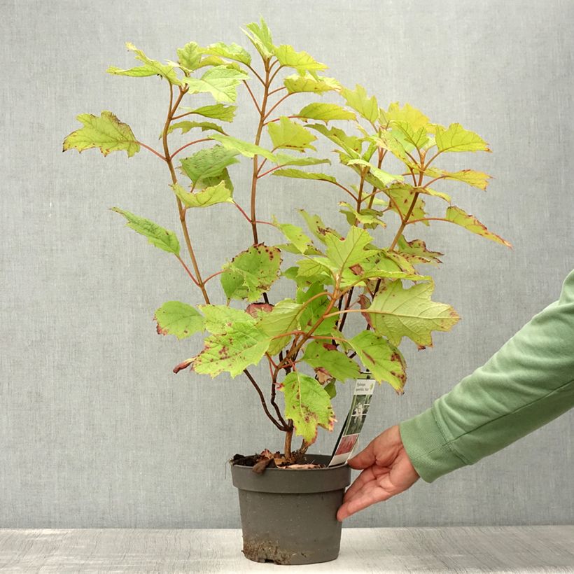 Ejemplar de Hortensia quercifolia Alice - Hydrangea de hoja de roble Maceta 2L/3L entregado en verano