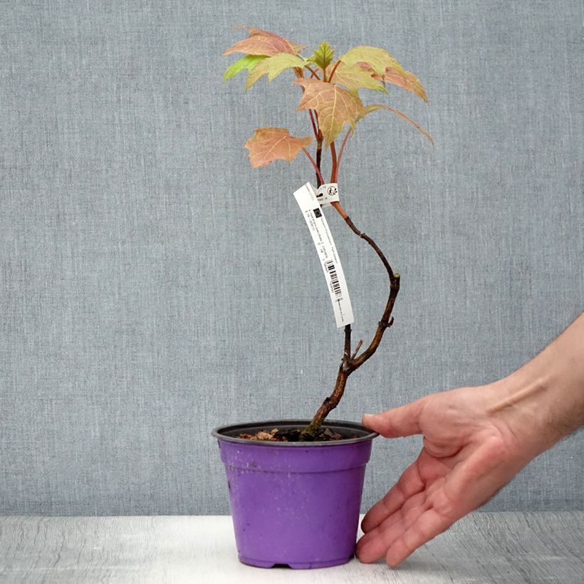 Ejemplar de Hortensia quercifolia Amethyst - Hortensia de hoja de roble Maceta 1,5L/2L entregado en verano