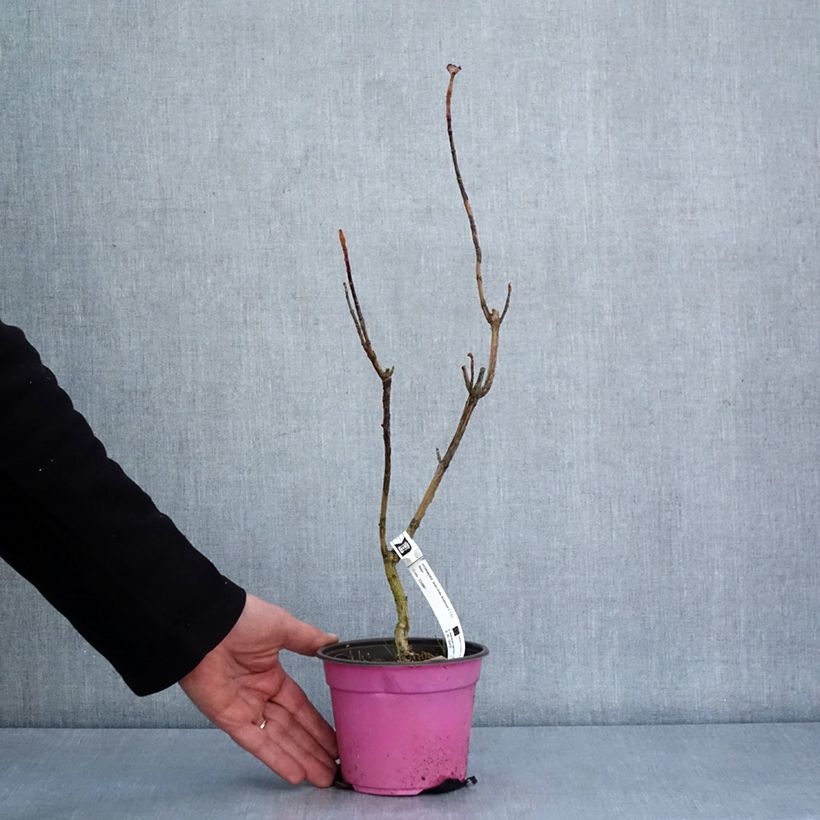 Hortensia quercifolia Amethyst - Hortensia de hoja de roble Maceta 1,5L/2L Ejemplar entregado en invierno